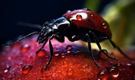 Macro Photography: Unveiling Nature`s Intricate Design
